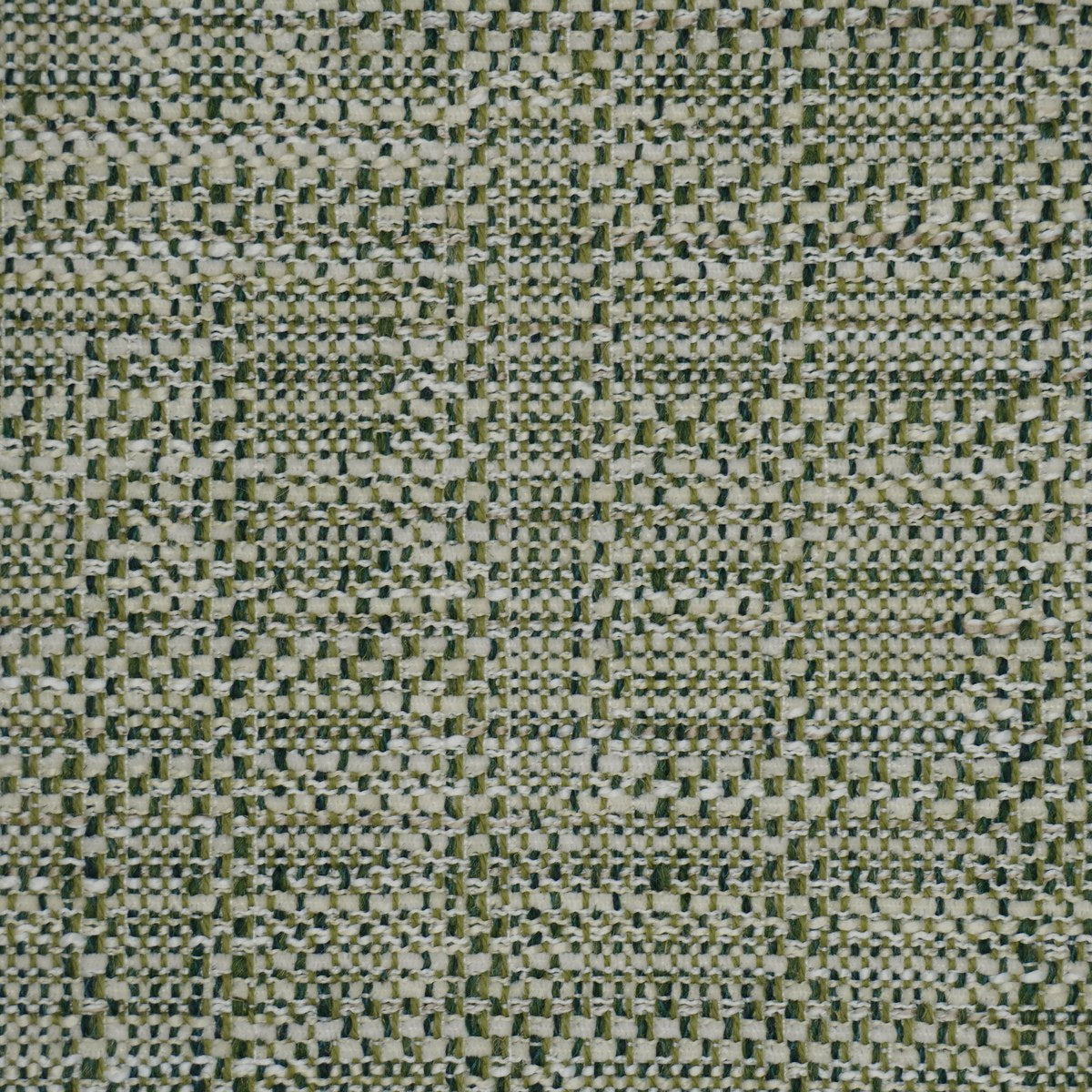 Anise - Fern
